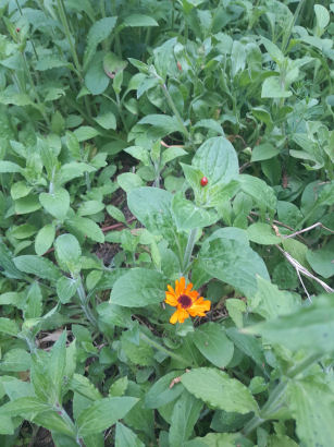 flowers